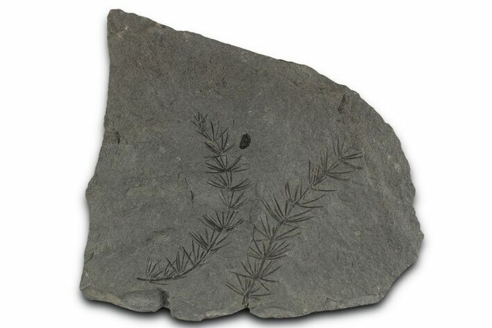 Fossil Pennsylvanian Horsetail (Asterophyllites) Plate - France #351129